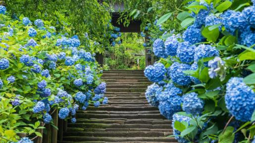 <Web割対象商品>【キングツアーバス旅】紫陽花の名刹・北鎌倉「明月院ブルー」と葉山「日影茶屋」の会席料理〔明大前・新宿発〕1